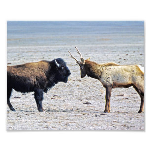 Challenge Elk vs. Buffalo 8x10 Photo Print