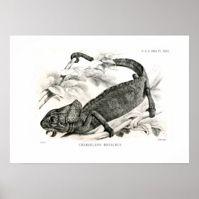 Chamaeleon monachus poster (Front)