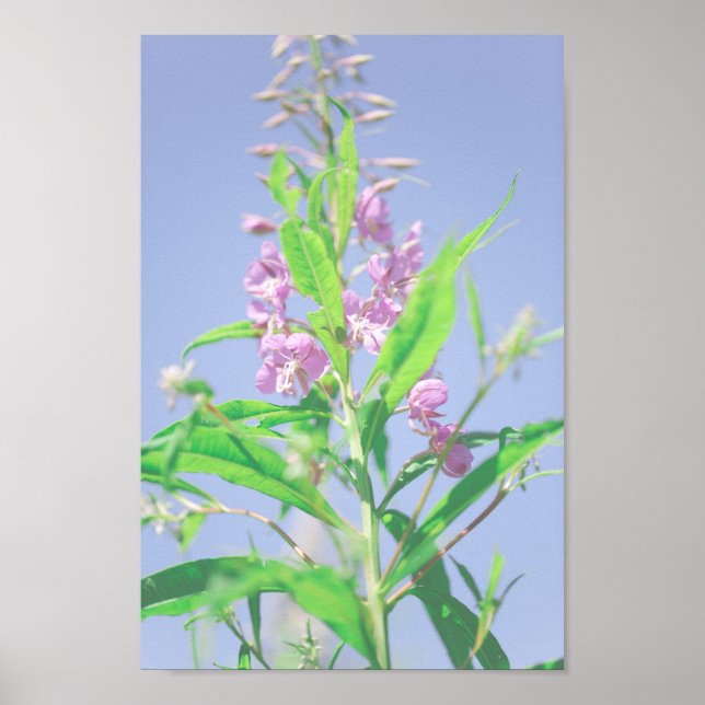 Chamaenerion angustifolium Fireweed Flowers  Poster (Front)