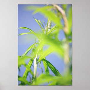 Chamaenerion angustifolium Fireweed Green Leaves Poster