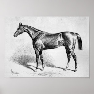 Chamant, French Racehorse Poster