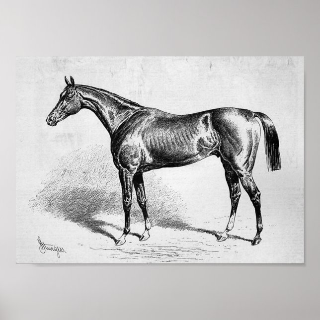Chamant, French Racehorse Poster (Front)