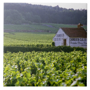 Chambertin Clos de Beze Grand Cru vineyard with Ceramic Tile