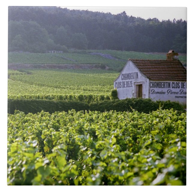 Chambertin Clos de Beze Grand Cru vineyard with Ceramic Tile (Front)