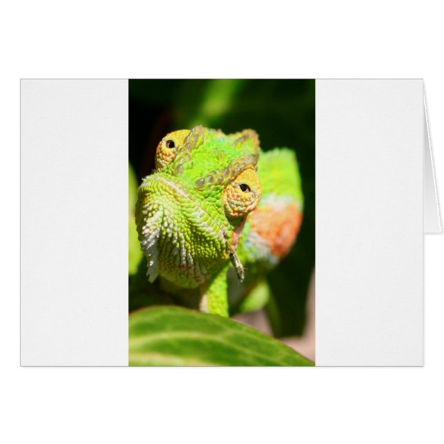 Chameleon (Front Horizontal)