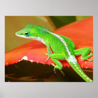 Chameleon 1 poster