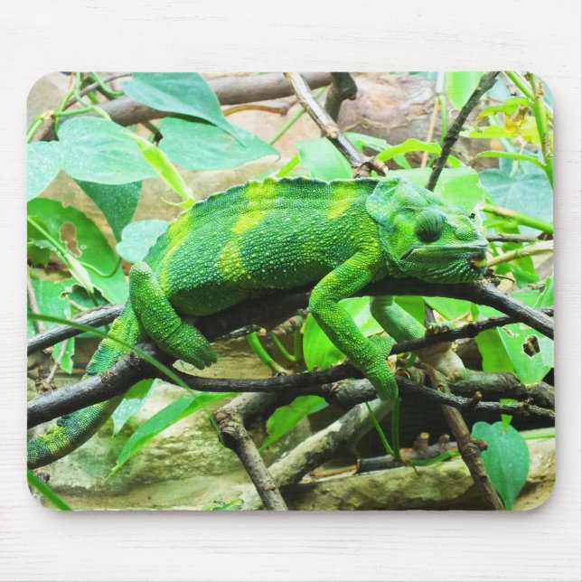 Chameleon animal mouse pad (Front)