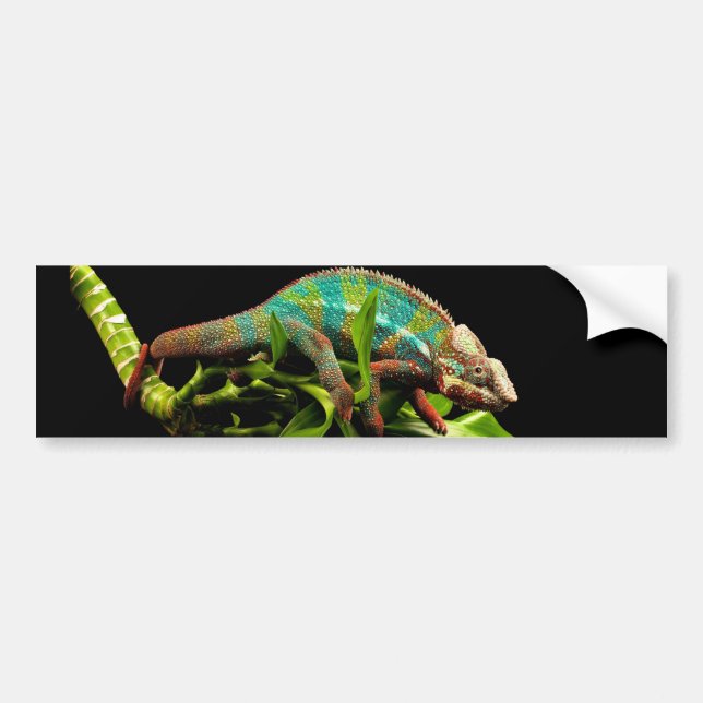 Chameleon Bumper Sticker (Front)