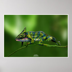 Chameleon by Johannes Stötter Poster