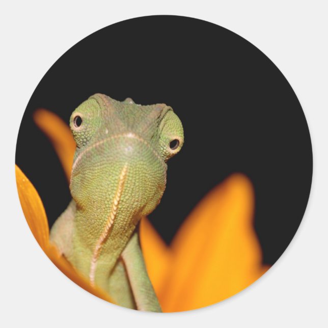 chameleon classic round sticker (Front)