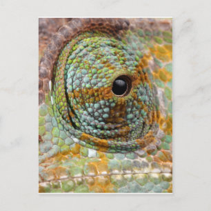 Chameleon Eye Mod Stylish Animal Postcard