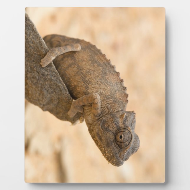 Chameleon in Namibia Plaque (Front)