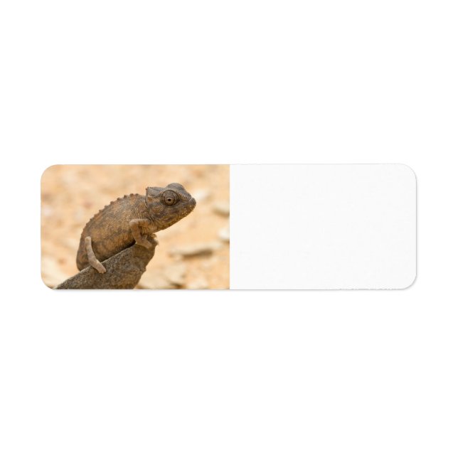 Chameleon in Namibia Return Address Label (Front)
