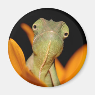 chameleon magnet