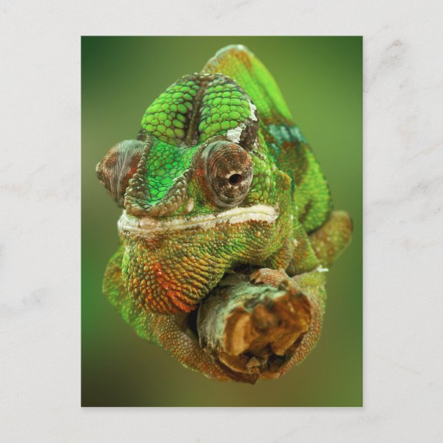 Chameleon Photo Postcard (Front)