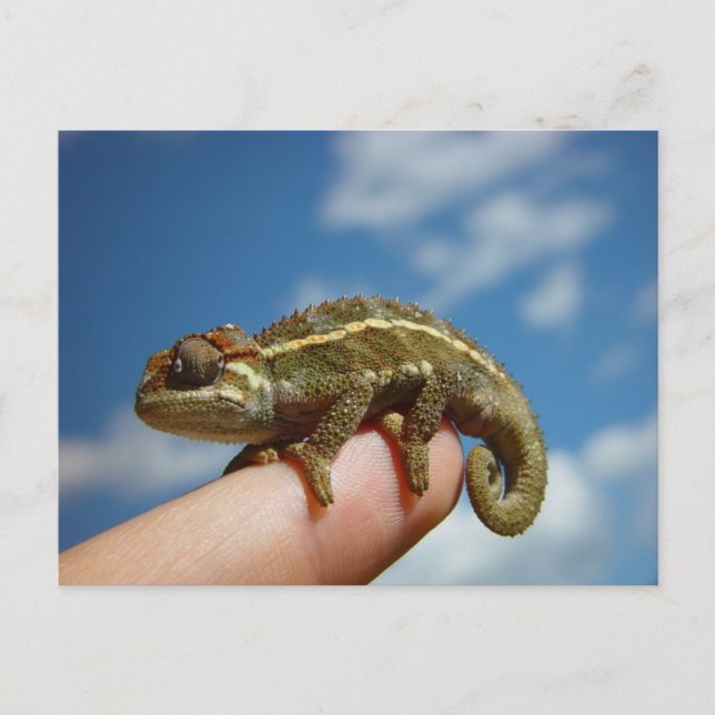 Chameleon Postcard (Front)