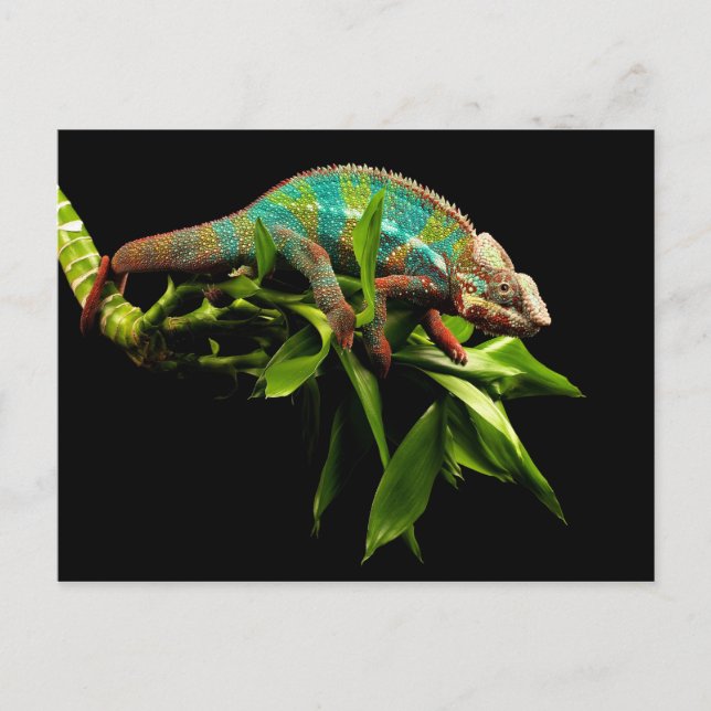 Chameleon Postcard (Front)