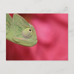 chameleon postcard