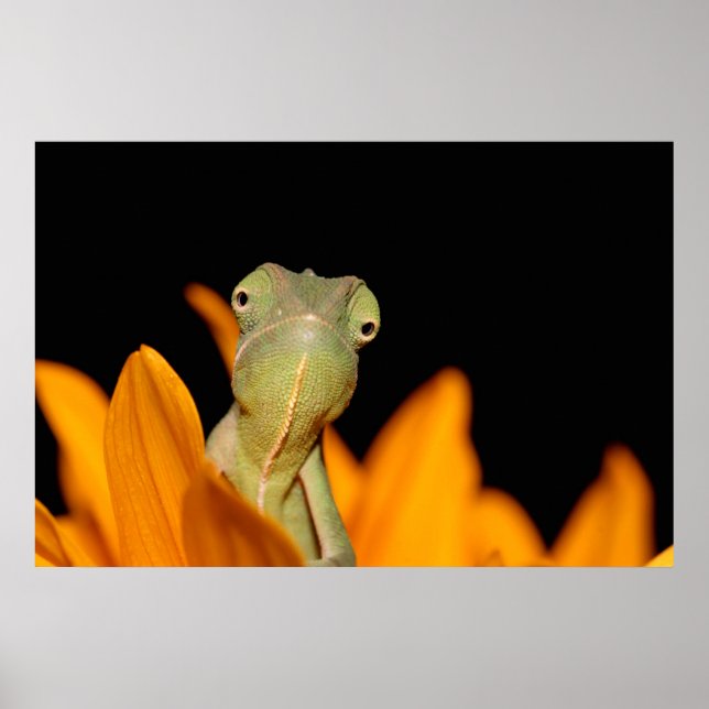 chameleon poster (Front)