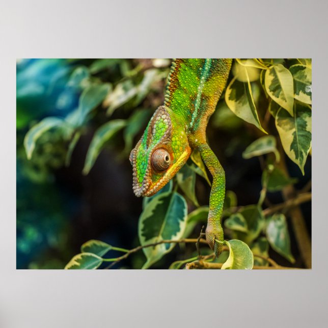 Chameleon Poster (Front)
