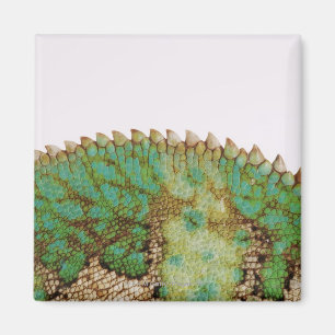Chameleon skin change magnet