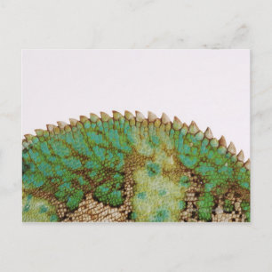 Chameleon skin change postcard