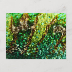Chameleon Skin Postcard
