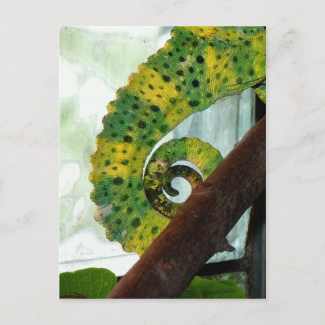 Chameleon Tail Postcard (Front)