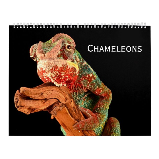 Chameleons Calendar (Cover)