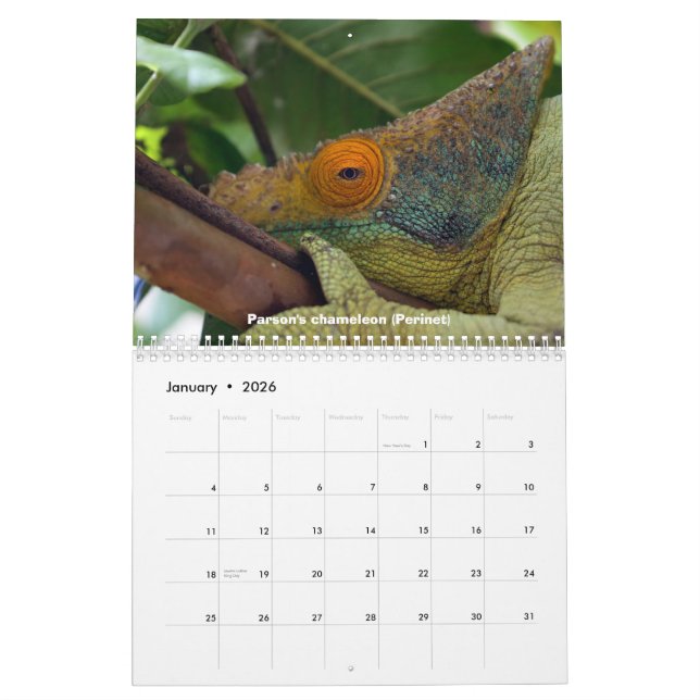 Chameleons of Madagascar Calendar (Jan 2026)