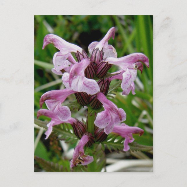 Chamisso Lousewort, Unalaska Island Postcard (Front)