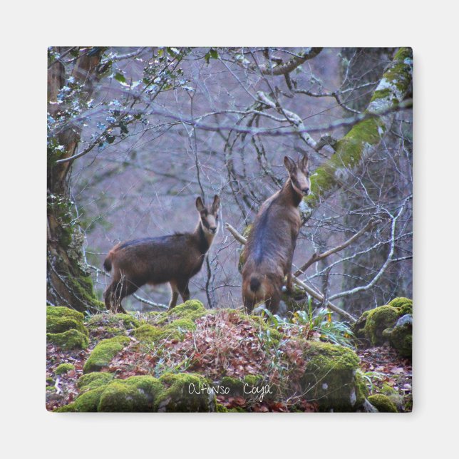 Chamois mum and calf magnet (Front)