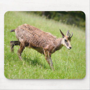 Chamois walking on grass postcard T-Shirt Coffee M Mouse Pad