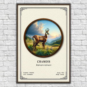 Chamois Zoology Series Poster