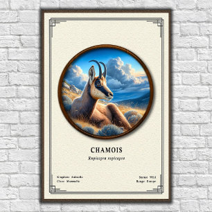 Chamois Zoology Series Poster