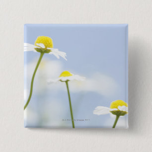 Chamomile 15 Cm Square Badge