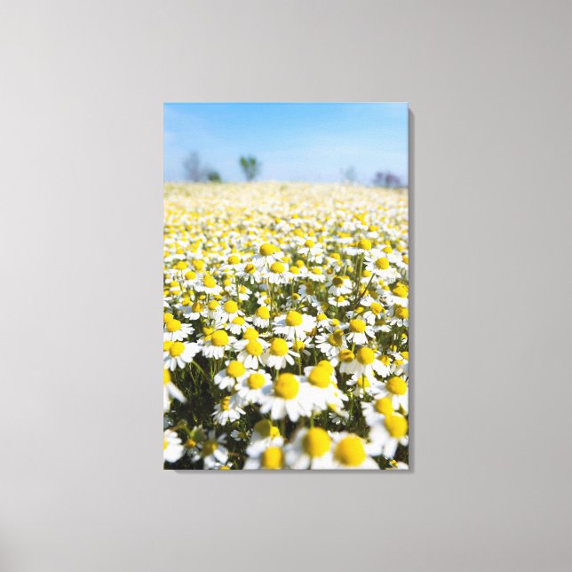 Chamomile Field, Hungary Canvas Print (Front)