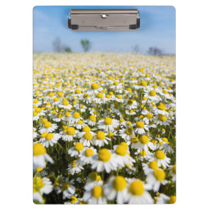 Chamomile Field, Hungary Clipboard