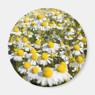 Chamomile Field, Hungary Magnet