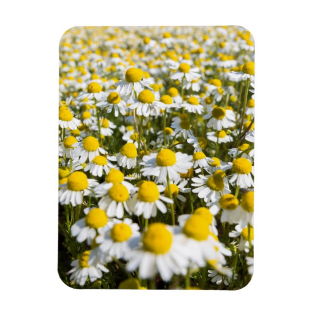 Chamomile Field, Hungary Magnet (Vertical)