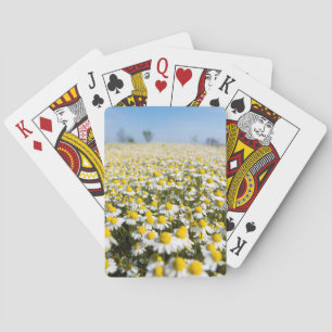 Chamomile Field, Hungary Playing Cards