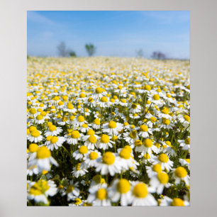 Chamomile Field, Hungary Poster