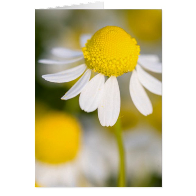 Chamomile flower close-up, Hungary (Front)