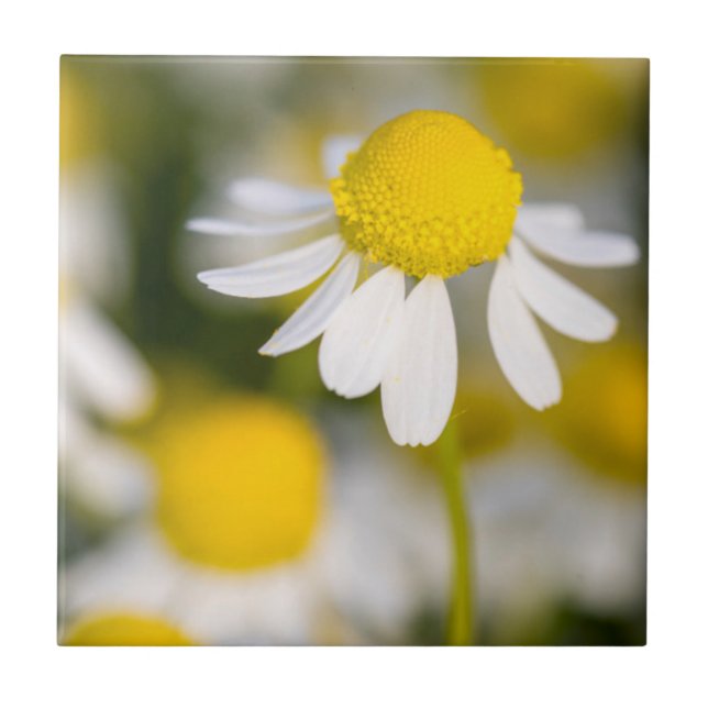 Chamomile flower close-up, Hungary Ceramic Tile (Front)