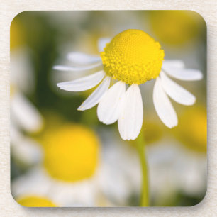 Chamomile flower close-up, Hungary Coaster