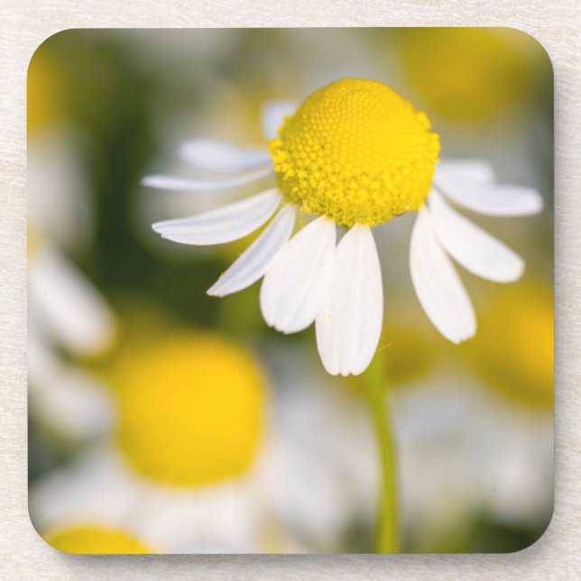 Chamomile flower close-up, Hungary Coaster (Front)