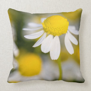 Chamomile flower close-up, Hungary Cushion