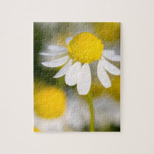 Chamomile flower close-up, Hungary Jigsaw Puzzle