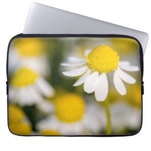 Chamomile flower close-up, Hungary Laptop Sleeve