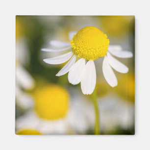 Chamomile flower close-up, Hungary Magnet